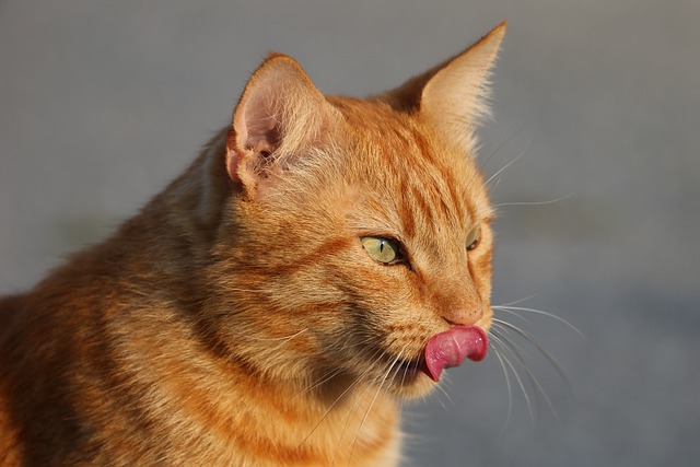 Kissa nuolee suupieliään
