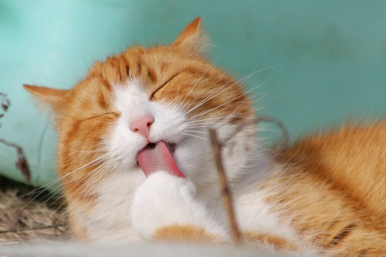 Kissa pesee tassuaan